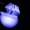 Atlantis found002