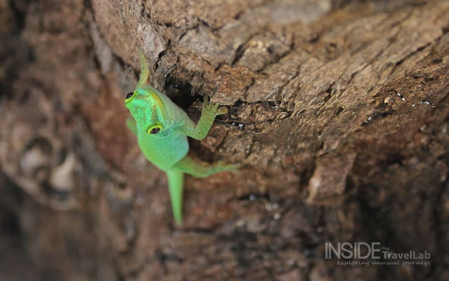 Photos of Colour - green Desroches Lizard - photos in green