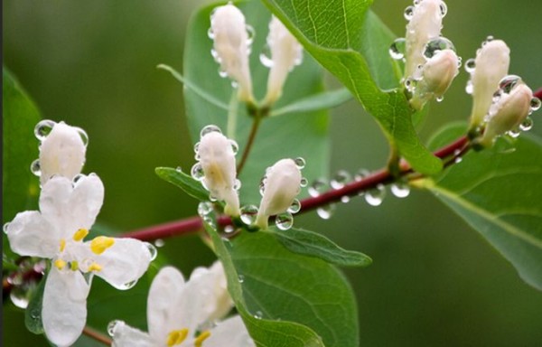 Green travel blossom