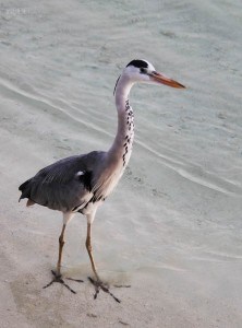 Bird in Maldives