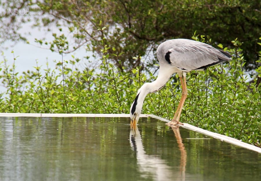 Maldives bird at spa Maldives bird at spa