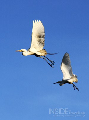 Kakadu Park Birds