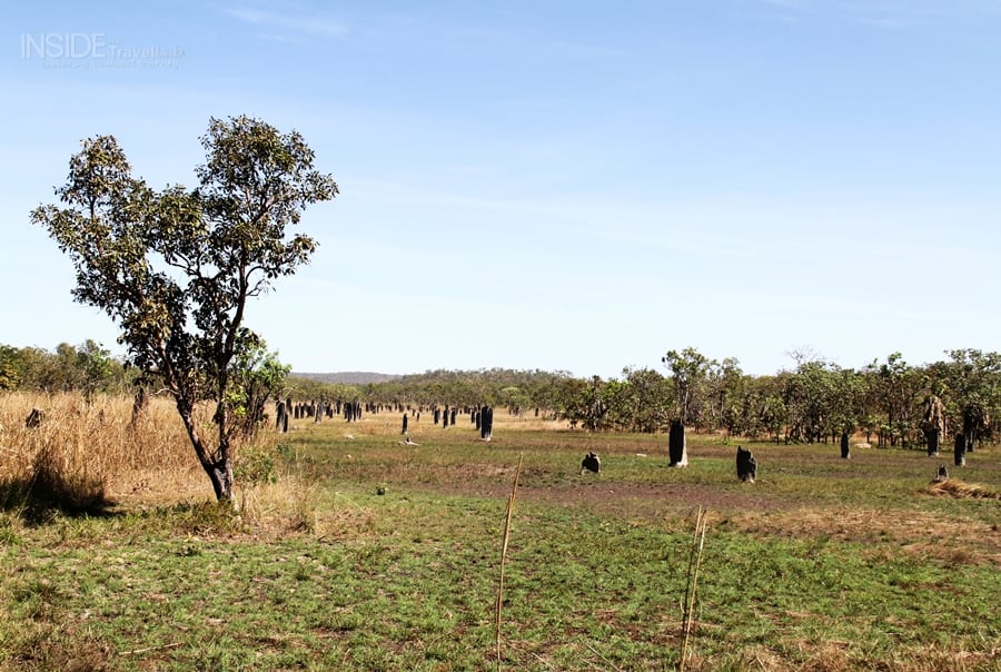 Magnetic Termite Mounds004