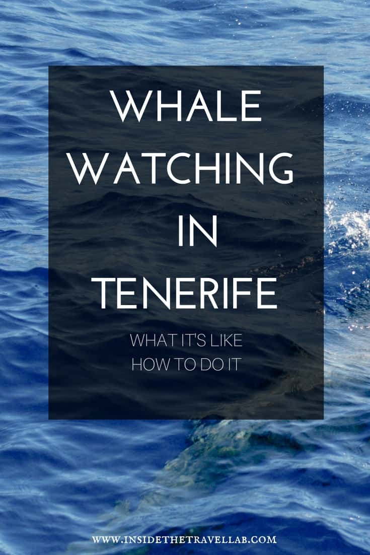Whale watching in Tenerife with help on how to arrange a trip in Los Gigantes