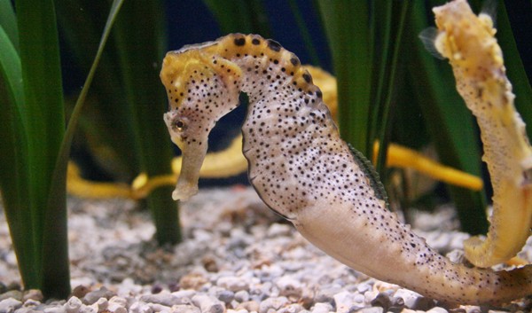 Seahorse at the Valencia aquarium in Spain