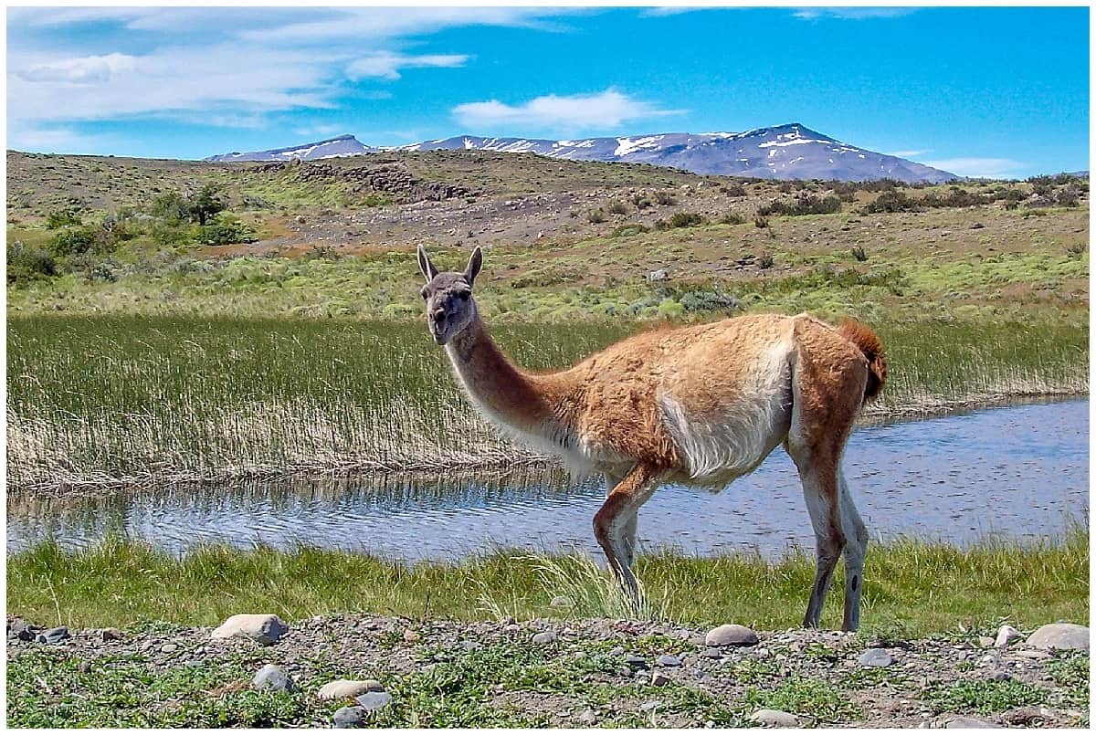Stunning wildlife in Patagonia Torres del Paine