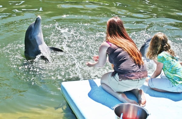 USA - Florida - Dolphin Research Center - Children helpl train dolphins - everyone seems happy