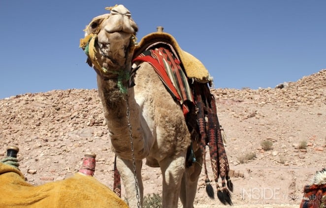 Camel in Petra, Jordania