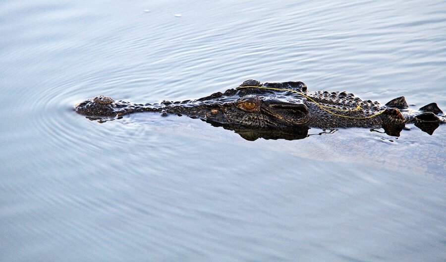 Australia Hidden Gems - Kakadu Park Crocodile Travel Lab