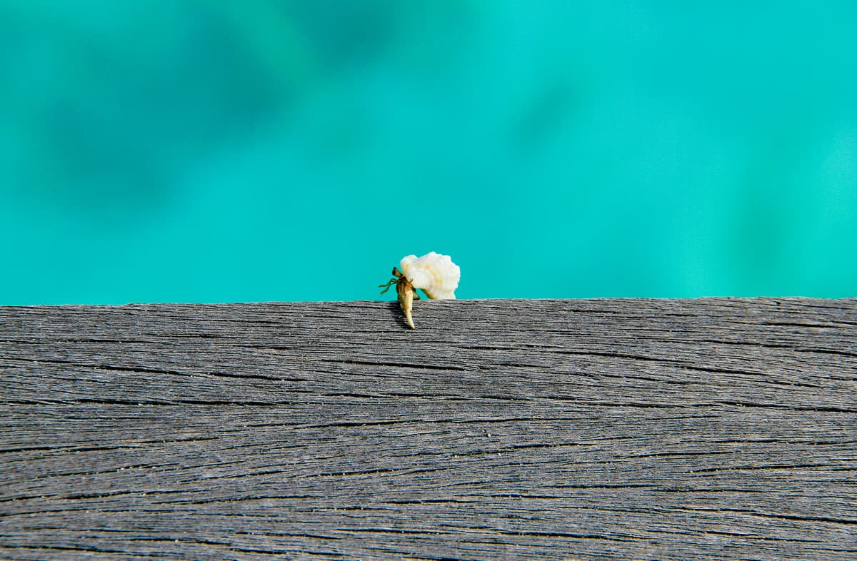 What is home - crab takes his home with him in the Maldives