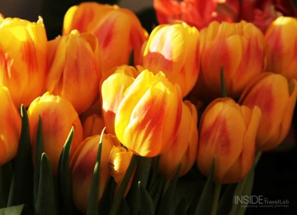 Tulips in Amsterdam002