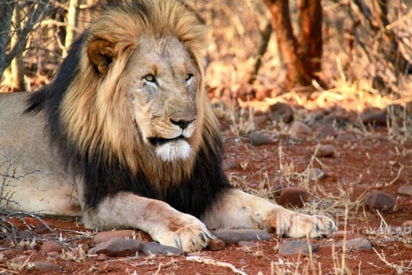 Lion lazing on the ground in South Africa