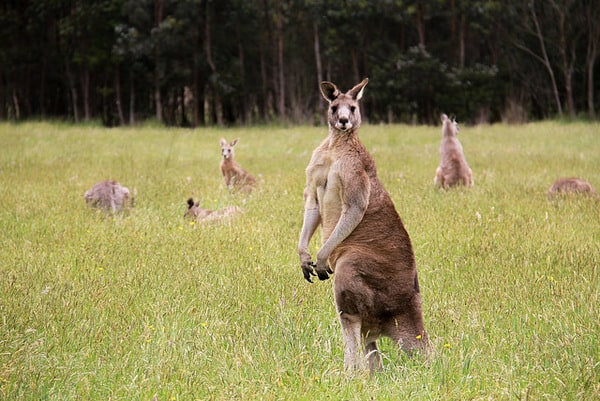 Cute Kangaroo photos