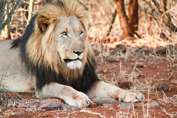 Lion in Makanyane Safari, Madikwe Game Reserve