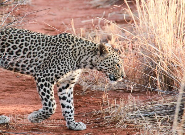 Leopard on safari at Makanyane Safari Lodge in Madikwe South Africa