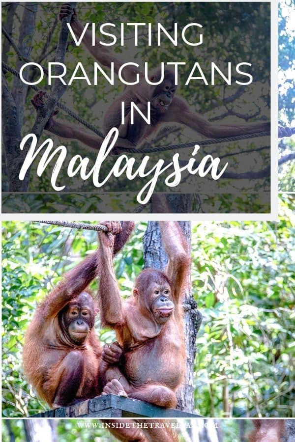 Orangutan article about the Sepilok Rehabilitation Centre in Sepilok