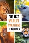 Best wildlife vacations and experiences in the world cover image
