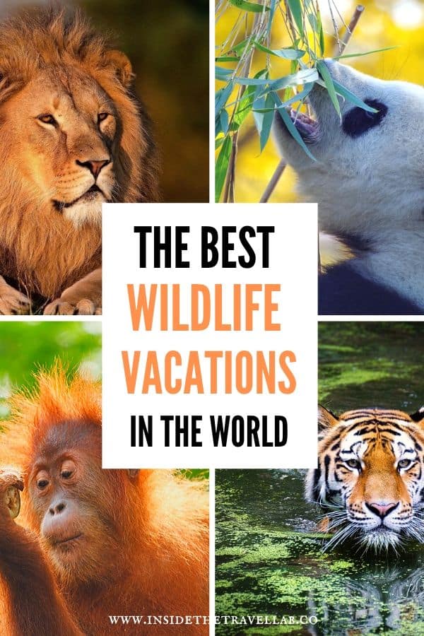 The Best Wildlife Experiences in the World
