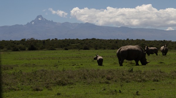 Endangered animals rhinos in front of Mount Kenya