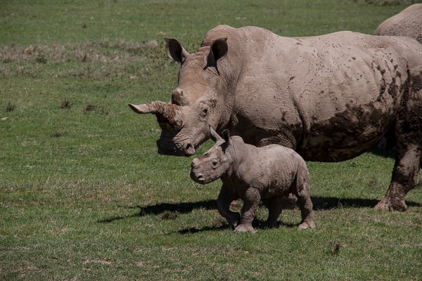 Endangered mother and baby rhino in Kenya