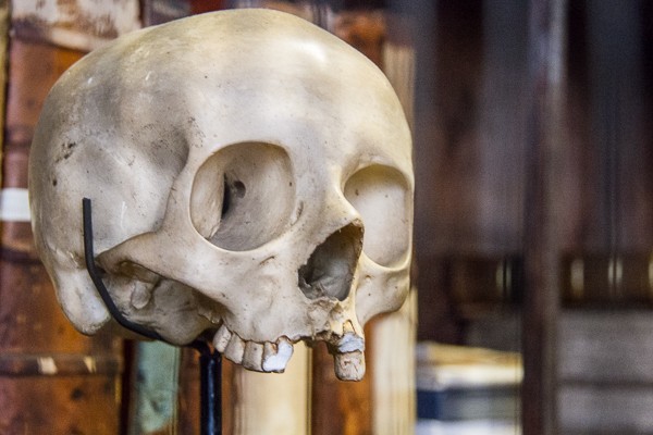Skull at Marsh's Library via @insidetravellab