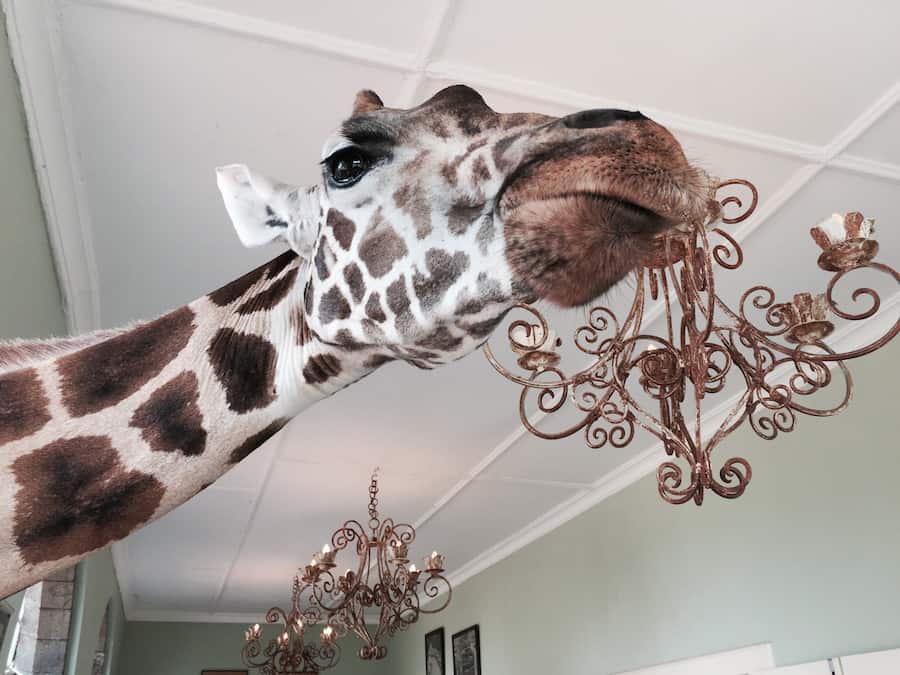 Giraffe chandelier in Giraffe Manor from @insidetravellab