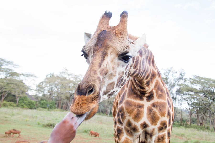 Feeding giraffes in Kenya - @insidetravellab