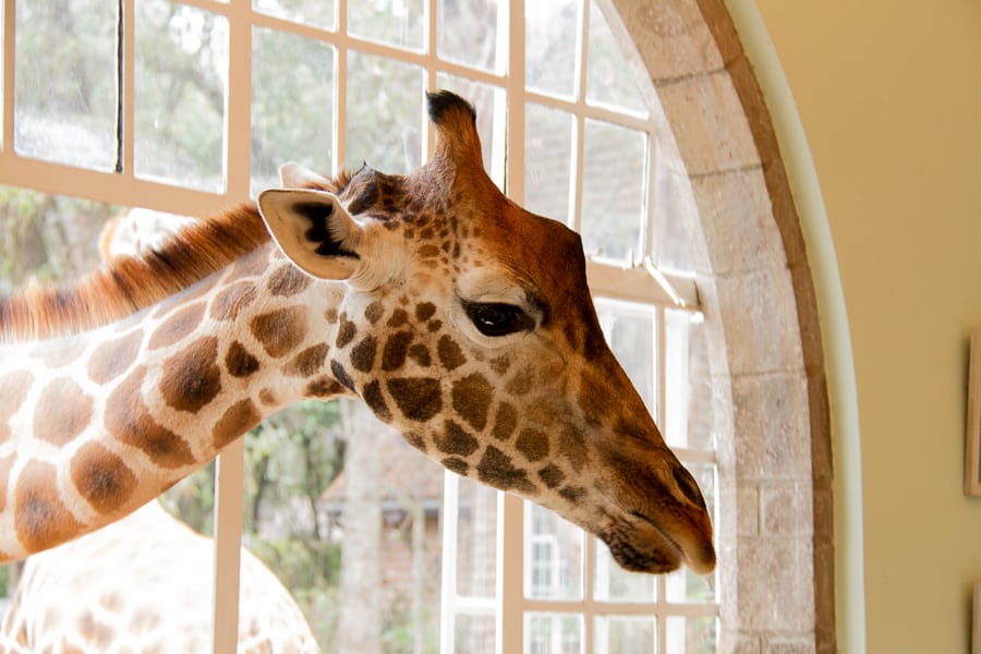 Giraffe at breakfast in Kenya from @insidetravellab