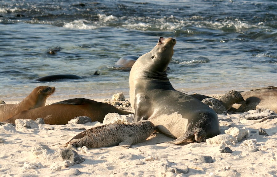 Sandy sea lions in Galapagos from @insidetravellab