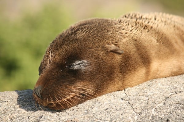 Sleeping Galapagos Sea lion from @insidetravellab