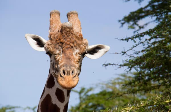Giraffe on safari in Kenya