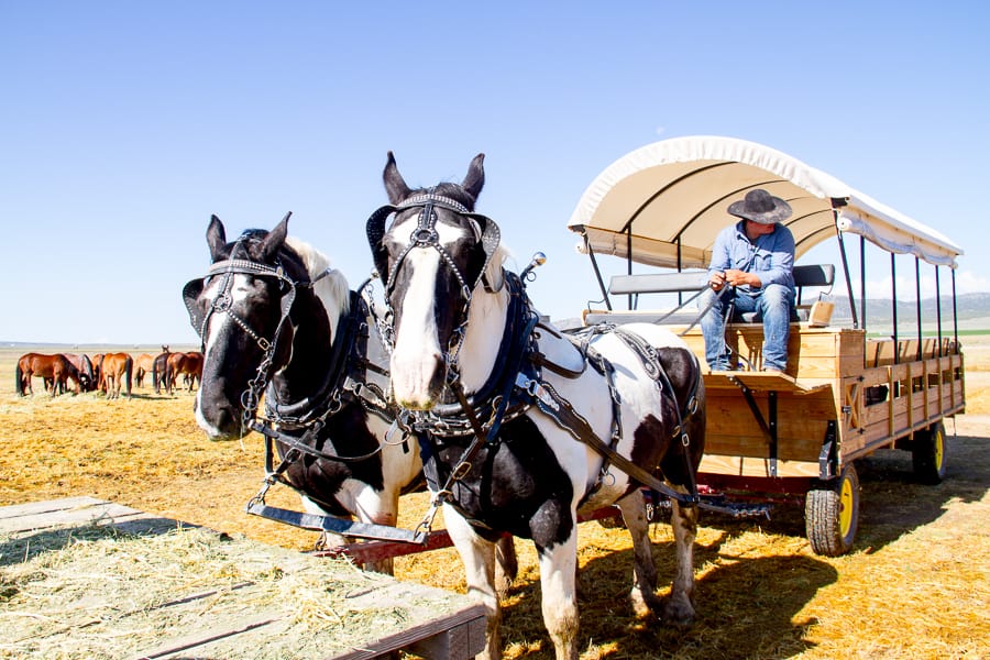 Riding off to find wild horses via @insidetravellab