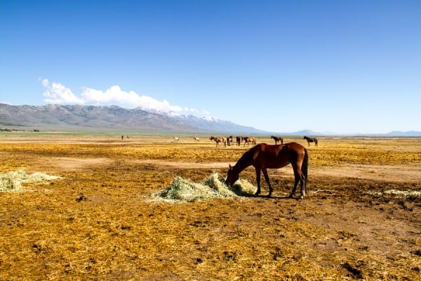 Riding with wild horses in Nevada with @insidetravellab