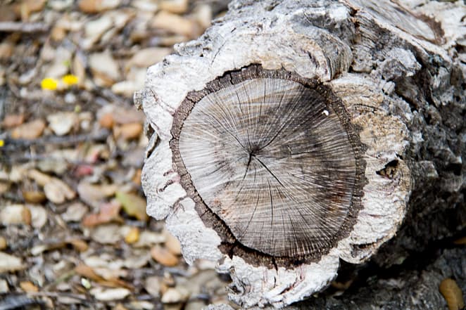 Portugal Alentejo Cork Tree Cross Section