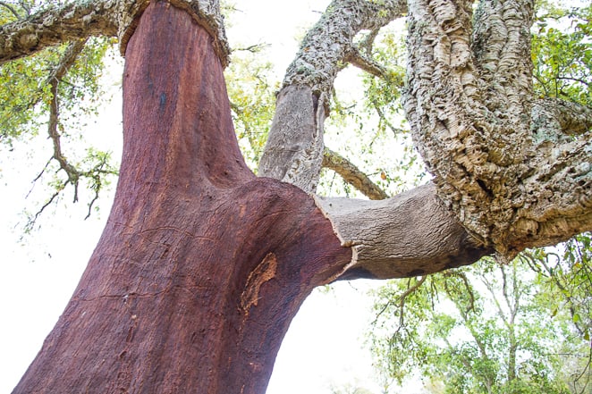 Cork Tree Alentejo Portugal