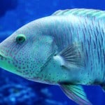 Japan - Okinawa - Blue fish in aquarium