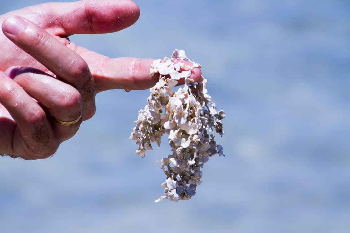 Madagascar Beach coral held by an outstretched hand over the sea