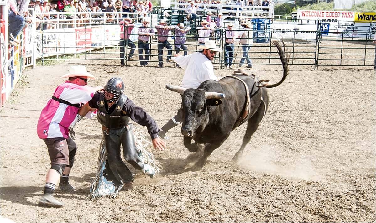 Bull fighters protecting the athlete