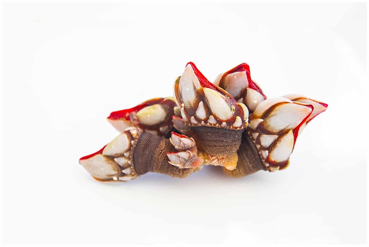 Percebes or goose barnacles from Galicia
