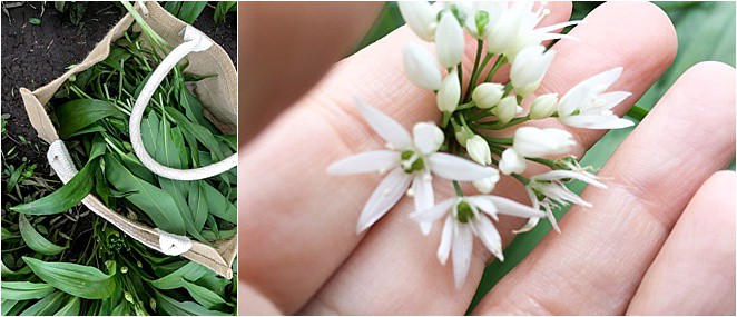Wild Garlic Plant - a key ingredient in welsh food