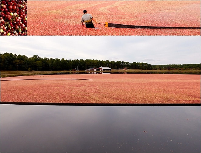 Cranberry bogs in Massachusetts