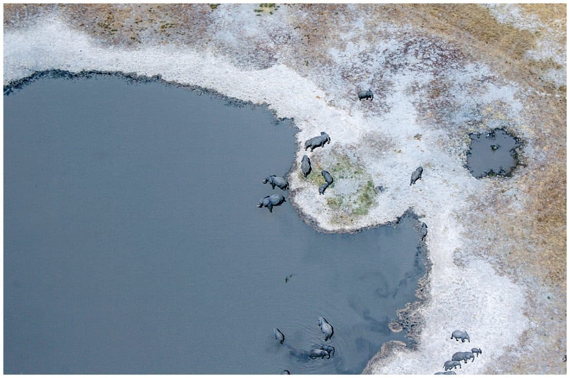 View of the elephants from the air in the Okavango Delta Botswana