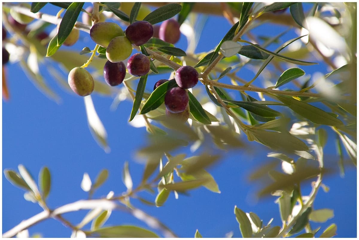 A focus on olives in the Peloponnese