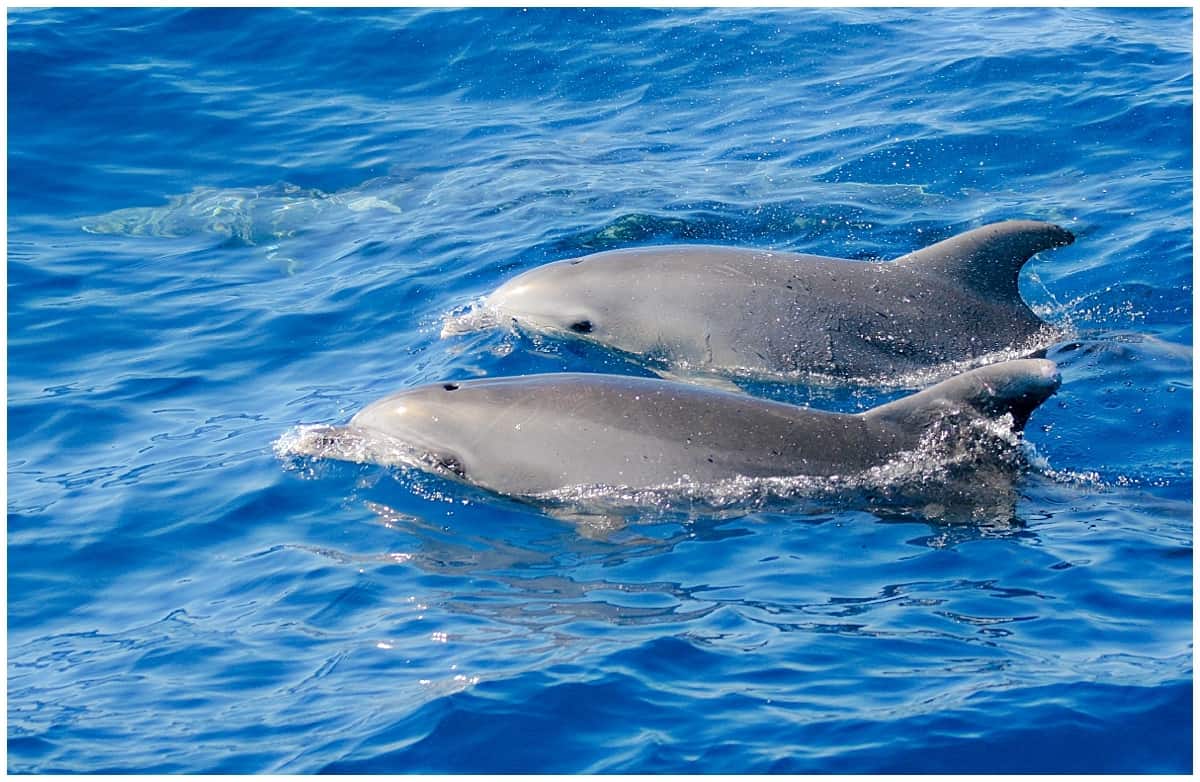 Spain - Tenerife - Dolphins swimming along