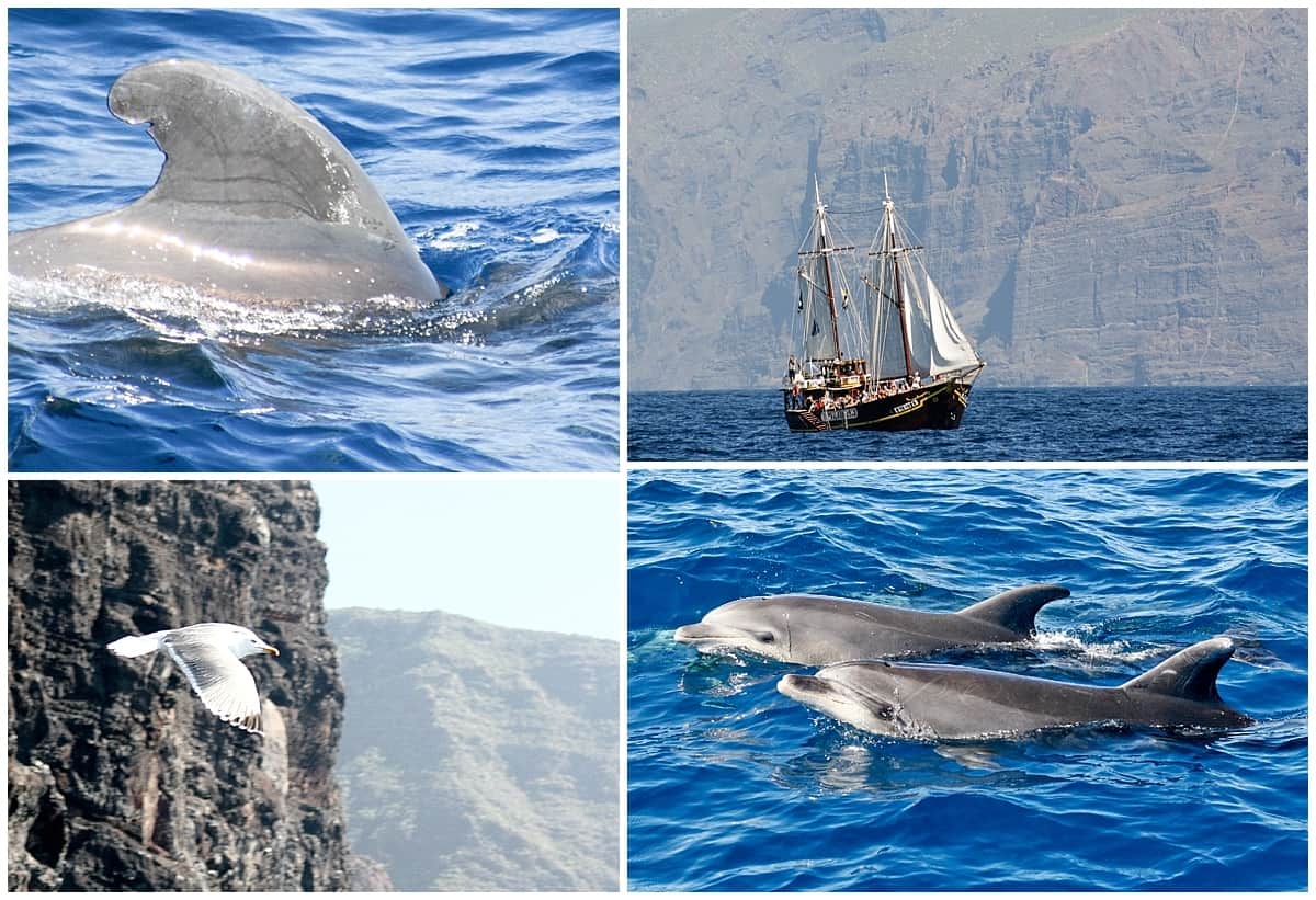 Whale watching in Tenerife and looking for dolphins