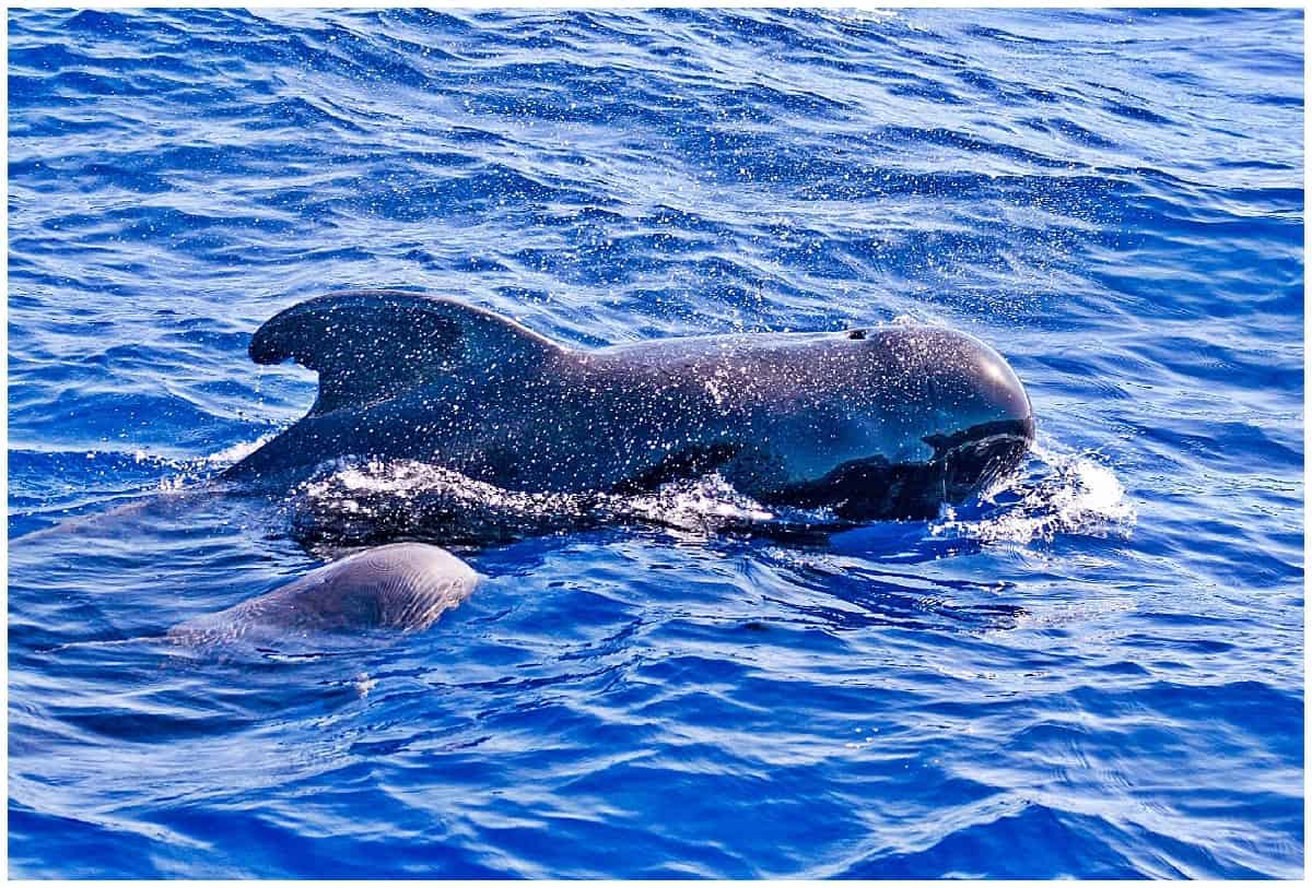 A pair of pilot whales in Tenerife