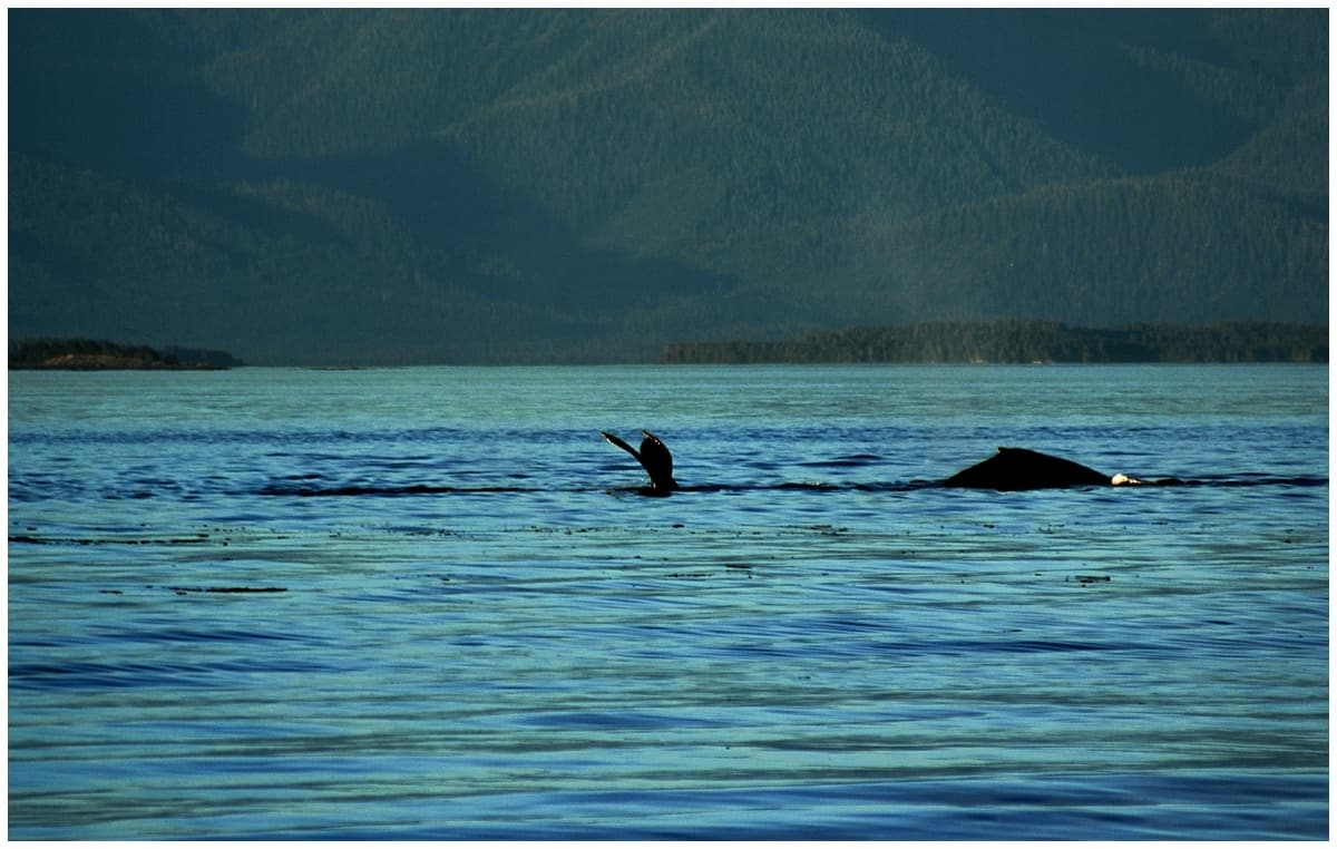 Whale watching Alaska Inside Passage