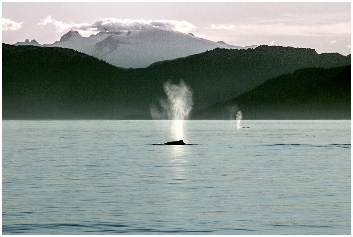 Alaska Inside Passage Whale Watching Uncruise
