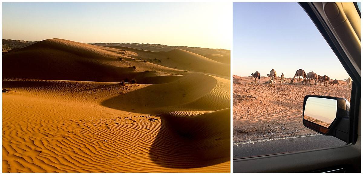 Camels in the desert in Ras Al Khaimah