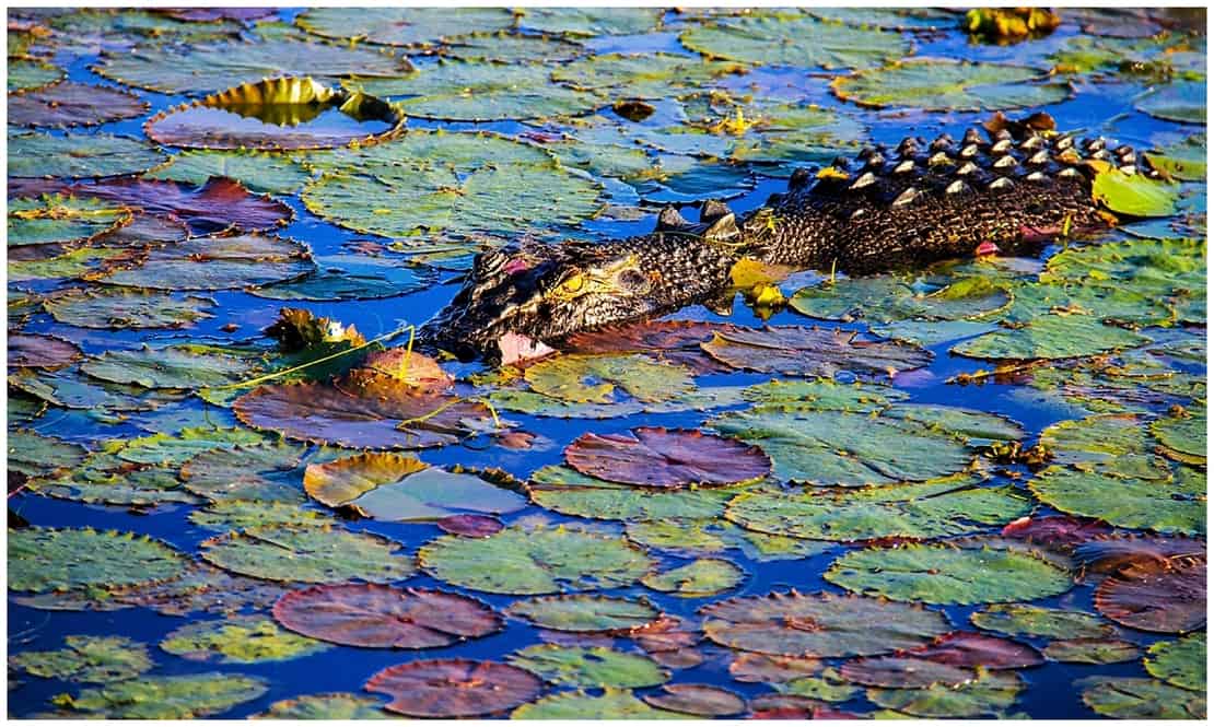 Australia - Kakadu Park - Crocodiles in the outback at Kakadu Park Australia Northern Territory